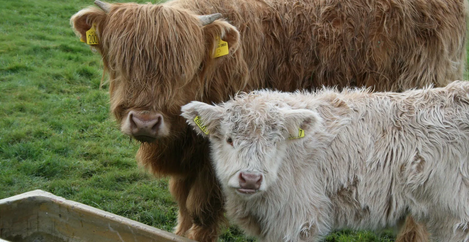 Agricoltura e Zootecnia